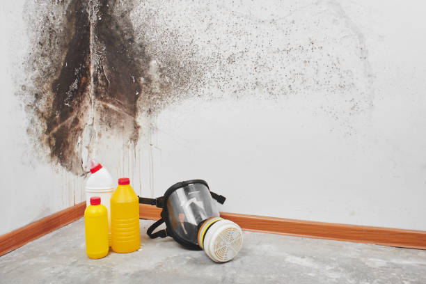 Best Mold Remediation Experts  in Lisbon, ME