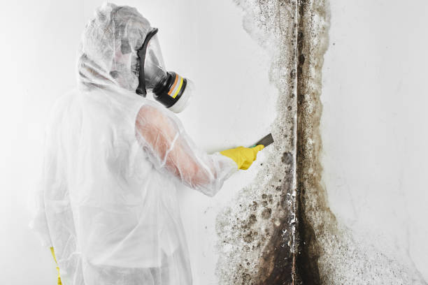 Best Commercial Mold Removal  in Lisbon, ME