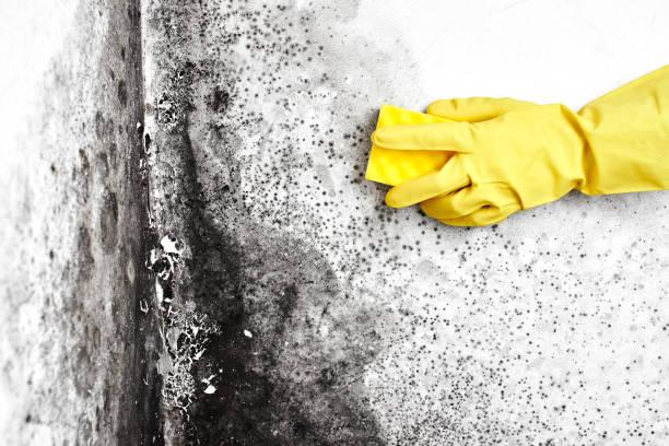 Best Professional Mold Removal  in Lisbon, ME