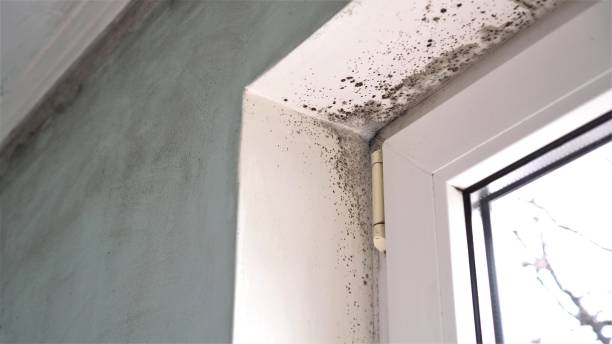 Best Attic Mold Removal  in Lisbon, ME