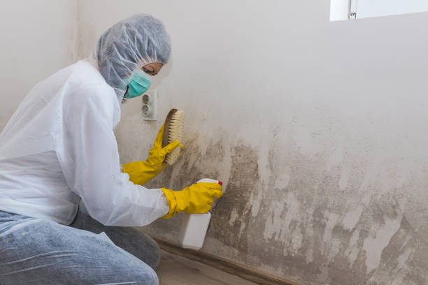Best Certified Mold Removal  in Lisbon, ME