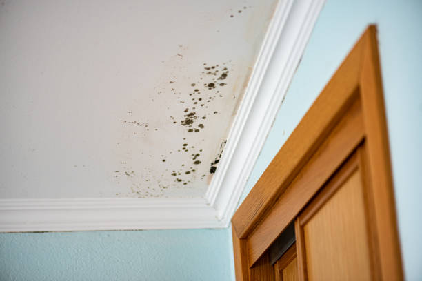 Best Certified Mold Removal  in Lisbon, ME