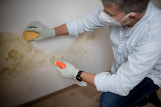 Office Mold Removal Services in Lisbon, ME