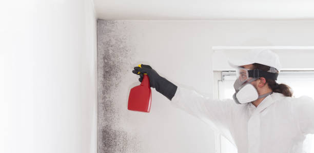 Best Mold Remediation  in Lisbon, ME