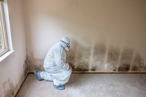 Best Home Mold Removal  in Lisbon, ME