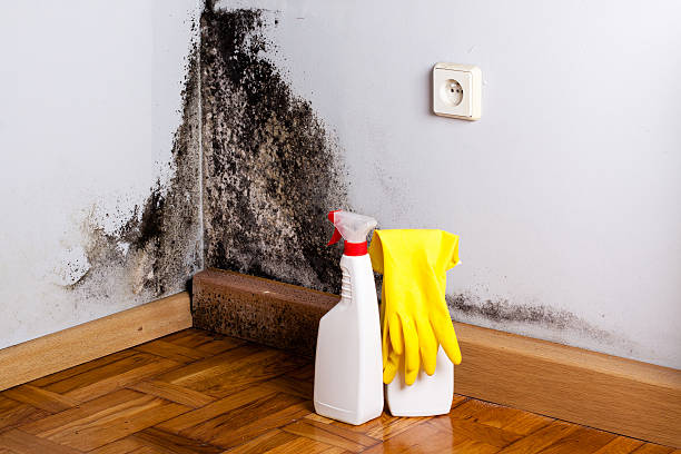 Best Residential Mold Removal  in Lisbon, ME