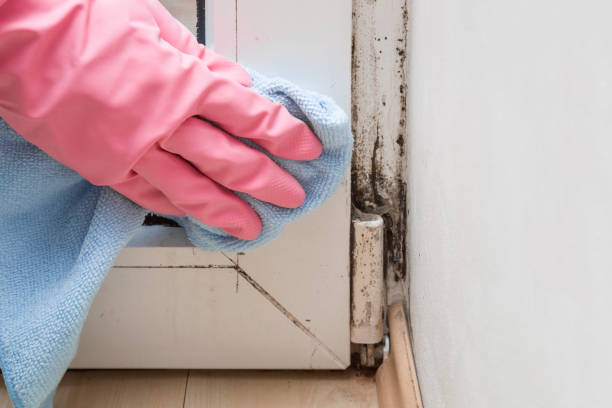 Best Same-Day Mold Removal  in Lisbon, ME